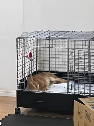 紙屋 隼人のヘアスタイル