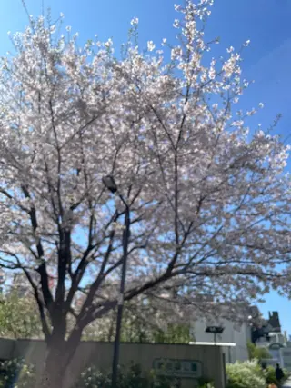ネイル ひめか🫁 推し概念・個性派のネイルデザイン