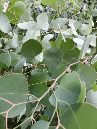 マツエク・マツパ なかむら 🪡のマツエク・マツパデザイン