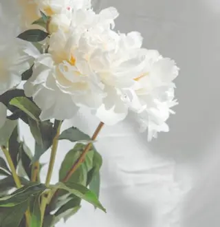 Mimu. momokaの眉毛・アイブロウイメージ