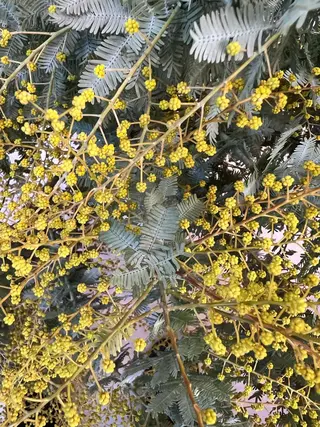 ELENA所属・ナチュラルなショート 北本空河のヘアスタイル