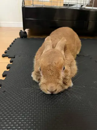 マツエク・マツパ 紙屋 隼人のヘアスタイル