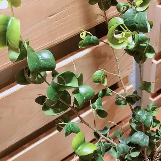 マツエク・マツパ なかむら 🪡のマツエク・マツパデザイン