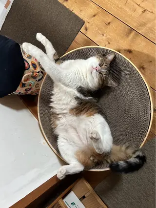 Spiky とうげ ふうかのネイルデザイン