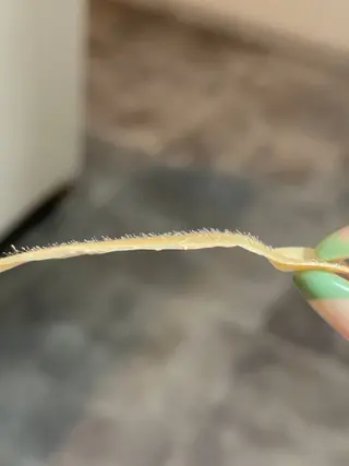 L'aube eyelashのマツエク・マツパデザイン