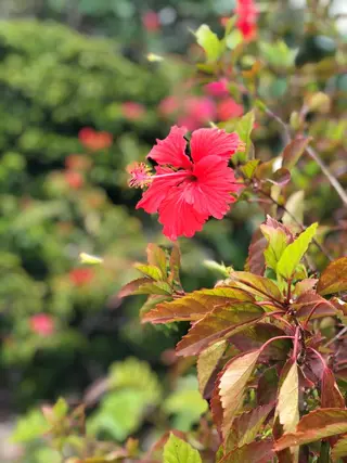 COCOPURE. 凪..のエステ・リラクイメージ