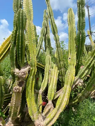 マツエク・マツパ 🌊♡ 京急川崎のマツエク・マツパデザイン