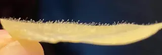Honey Salonのマツエク・マツパデザイン