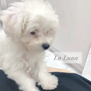 LaLuna🌙 Natsukiのネイルデザイン