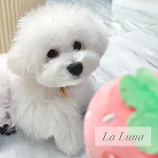 LaLuna🌙 Natsukiのネイルデザイン