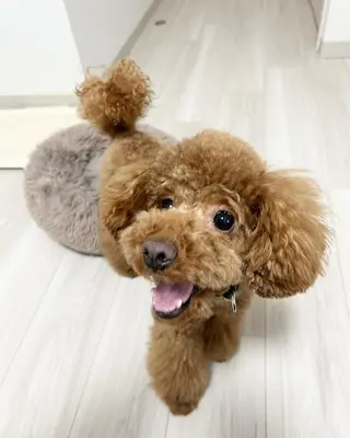 ショート カラー メンズ 🩷Eny terrace🩷のヘアスタイル