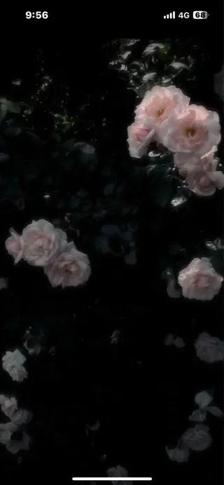 Mana ·͜·ᰔᩚのマツエク・マツパデザイン