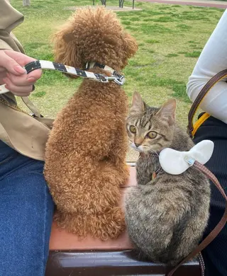 ミディアム カラー パーマ ヘアアレンジ メンズ 🩷Eny terrace🩷のヘアスタイル