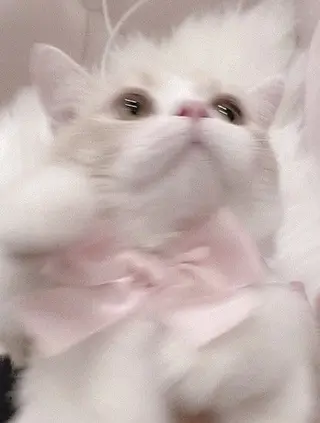 OLIVIA GINZA上野のマツエク・マツパデザイン