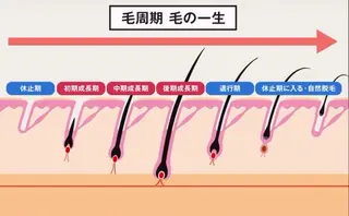 KoBa リンのマツエク・マツパデザイン