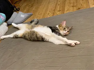 Spiky とうげ ふうかのネイルデザイン