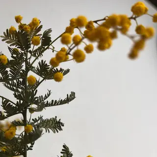 THE DAY所属・THEDAY🌙 SAYAのマツエク・マツパデザイン