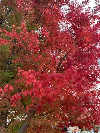 Lilibeauty salonのネイルデザイン