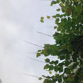 マツエク・マツパ なかむら 🪡のマツエク・マツパデザイン