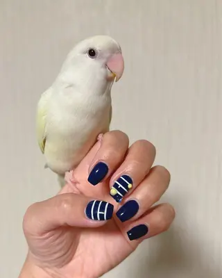 ネイル 透灯 TOUTOU 🪄のネイルデザイン