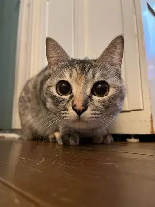 ネイル MOFU NAIL所属・MOFU NAIL 🐈‍⬛のネイルデザイン