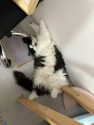 ネイル Eveネイル チップスカルプ専門店のネイルデザイン