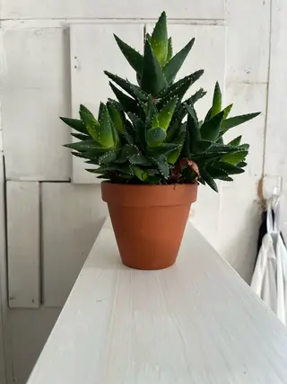 紙屋 隼人のヘアスタイル