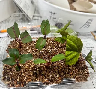 メンズ キッズ マツエク・マツパ さろんどふじた甲子園所属・江嵜 真由美 甲子園のマツエク・マツパデザイン