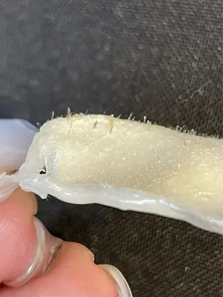 モリシタ アヤノのマツエク・マツパデザイン