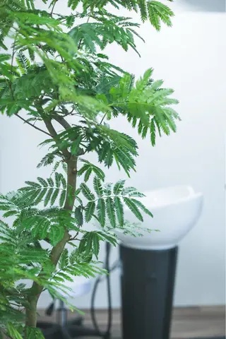 カラー ジャスミン Jasmineのマツエク・マツパデザイン