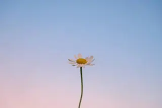 🌼二本柳 🌼のヘアスタイル