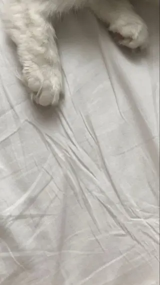 MASAKI KOKOROの眉毛・アイブロウイメージ