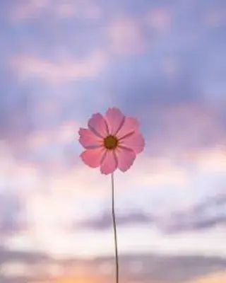 🌼二本柳 🌼のヘアスタイル