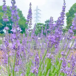 Yu-ka🌼*･ カラー縮毛矯正❣️のヘアスタイル