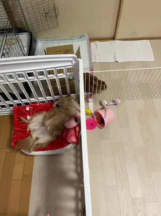 紙屋 隼人のヘアスタイル