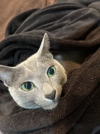 ショート カラー パーマ ヘアアレンジ アニメ,Vオタク× 即効痩せエステサロンのエステ・リラクイメージ