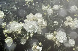 🌼二本柳 🌼のヘアスタイル