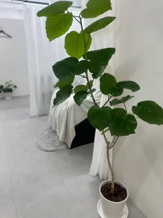 ジャスミン Jasmineのマツエク・マツパデザイン