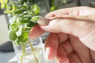 ショート カラー ネイル ネイルアーティスト アリスのネイルデザイン