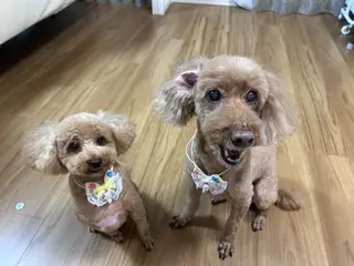 犬のいるネイルサロン Fuu nailsのネイルデザイン