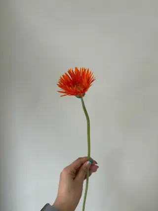 カラー 🪻花屋併設🪻秀島 有紀のヘアスタイル