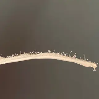 アイブロウ 税田 芽生の眉毛・アイブロウイメージ