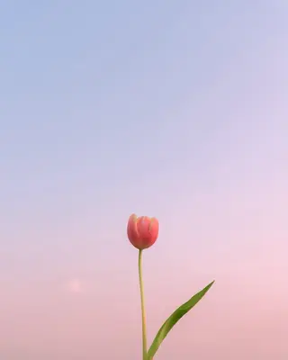 serein 晴空ೀのマツエク・マツパデザイン