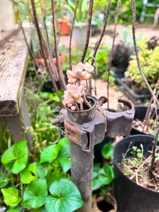 ヘッドスパ指名No. 1🍀IMA🍀のヘアスタイル