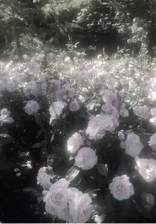 🎀マリーテレジア OKAZAWA🎀のマツエク・マツパデザイン