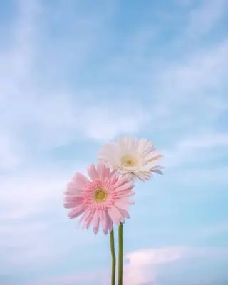 🌼二本柳 🌼のヘアスタイル