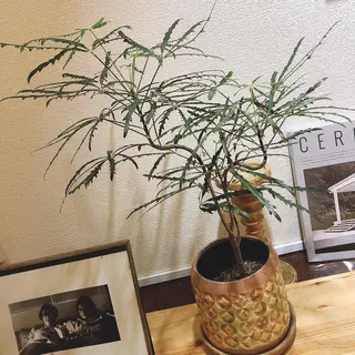 マツエク・マツパ なかむら 🪡のマツエク・マツパデザイン