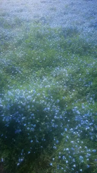 マツエク・マツパ 🩶mila新宿 /nanakoのマツエク・マツパデザイン