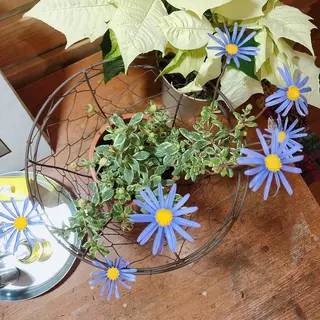 マツエク・マツパ なかむら 🪡のマツエク・マツパデザイン