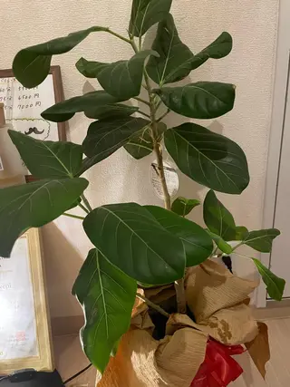 🌿ハーブピーリング 🌿ヘッドスパのエステ・リラクイメージ